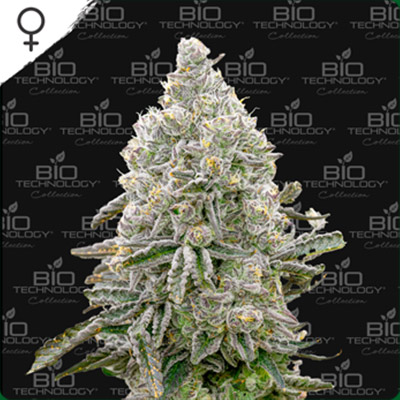 Grape Pie CBD