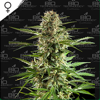 Super Auto CBD