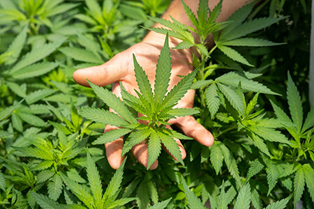 Un CBD 100% français