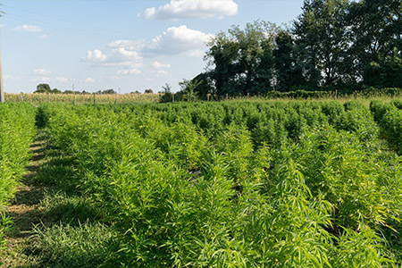 Qualité supérieure et naturelle