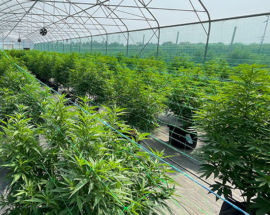ferme de cbd