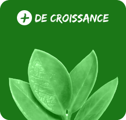 Croissance