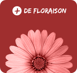 Floraison